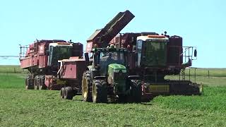 Summerhill Agriculture Pea Harvest 2024 Part 1 [upl. by Ecraep]