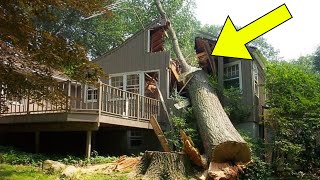 Rude Neighbour Cuts Down Mans Tree Has To Pay Him 12 Million [upl. by Anitreb]