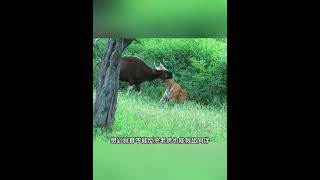 Tiger Hunting White Legged Bison [upl. by Etnovad]