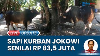 Mengenal Sapi Kurban Presiden Jokowi untuk Pekanbaru Jenis Simental Harga Rp 835 Juta [upl. by Boyse]