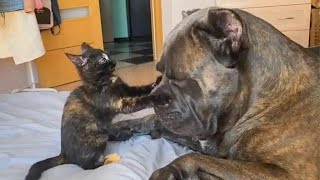 CATS AND DOGS Awesome Friendship  Funny Cat and Dog Vines COMBINATION [upl. by Andris421]