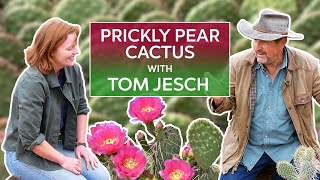 Prickly Pear Opuntia with Cactus Expert Tom Jesch [upl. by Arika804]