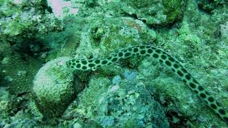 Mauritius  Spotted Sea Snake [upl. by Aneelad491]