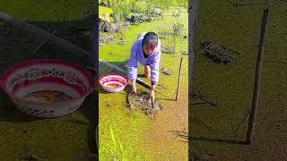 Loaches catching process in fish ponds [upl. by Damien]