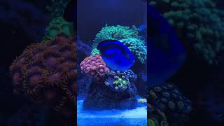 Budget reef tank with upgraded light Nicrew hyper reef 150 Tremendous power amp coverage [upl. by Neelhtac379]