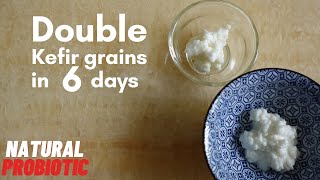 Double Kefir grains in 6 days [upl. by Zildjian]