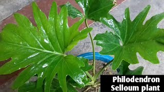 166How to grow and care Philodendron Selloum indoor best plant 🌿🌿🌿🌿 [upl. by Assirrem336]