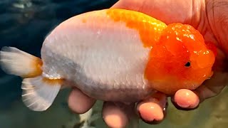 The largest goldfish I’ve ever sold… [upl. by Angelita]