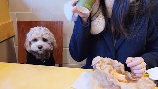 This Puppy Behaves Better Than Most of Kids in Restaurant [upl. by Bravin]