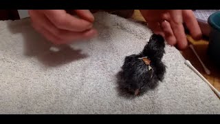 Caring for Chick with Unabsorbed Yolk Sac [upl. by Damicke]