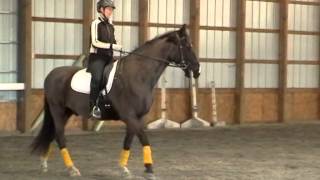 French Classical Dressage  Basics [upl. by Margalo114]