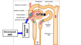 Renal Blood Flow [upl. by Witt]