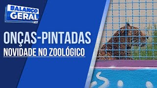 ZOOLÓGICO DE VARGINHA TERÁ DUAS NOVAS ONÇASPINTADAS [upl. by Allie]