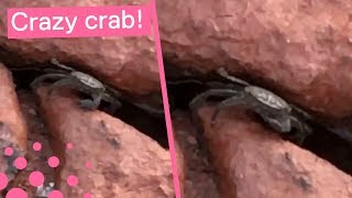 Sassy Crab Makes Threatening Gesture to Filmer [upl. by Anaiuq]