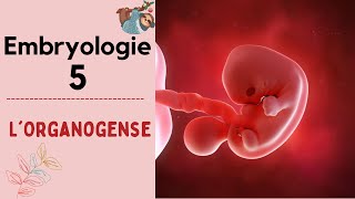 Embryologie  lorganogenèse   2021  شرح بالدارجة [upl. by Brott874]