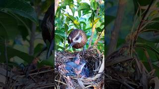 Mother bird feeding babies nature [upl. by Natsyrk413]