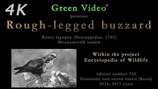 Roughlegged buzzard  Мохноногий канюк  Buteo lagopus  Rauhfußbussard Green Video Wildlife [upl. by Semaj]