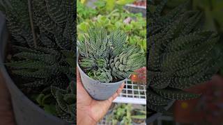 Zebra Cactus Haworthia propagation 💚 [upl. by Adnoel617]