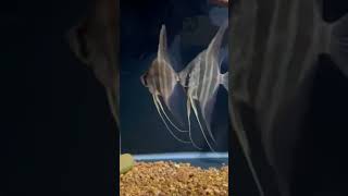 Angel Altum altum fishaquarium fishing angelfish [upl. by Leeann]