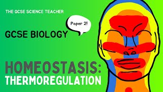 GCSE Biology Thermoregulation  Paper 2 AQA OCR Edexcel [upl. by Esidarap845]