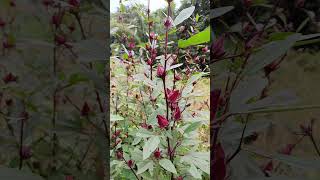 Enjoying every sip of ROSELLE tea harvested from my garden roselle rosellefarming trending [upl. by Narruc]