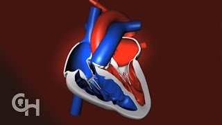 How a Normal Heart Pumps Blood  The Childrens Hospital of Philadelphia [upl. by Morville523]