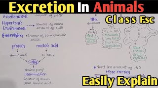 Excretion In Animals  Nature Of Excretory Products In Relation To Habitats  Class 12 [upl. by Marras]