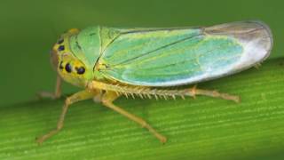 Interesting Leafhoppers Facts [upl. by Ahidam]