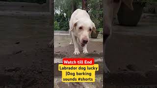 Labrador dog lucky  Dog barking sounds shorts [upl. by Aihsinyt]