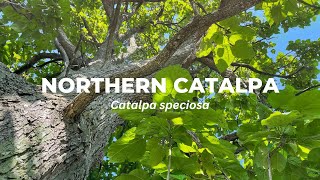 Northern Catalpa [upl. by Hyatt418]