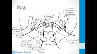 Neurology Step 1 — Brainstem — Boards and Beyond [upl. by Candice]