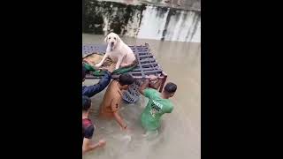 Dog rescued from floods in Vadodara [upl. by Etsirhc]