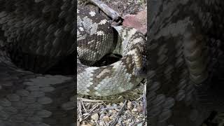 Blacktailed rattlesnake [upl. by Harimas]