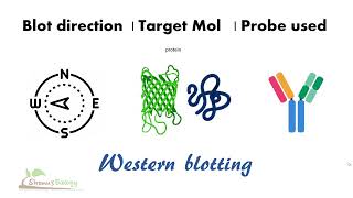 Types of blotting techniques  Southern blotting vs Northern blotting vs Western blotting [upl. by Aletha66]