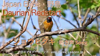 開拓者 ジョウビタキの鳴き声 Daurian Redstart [upl. by Yliak]