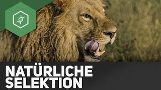 Natürliche Selektion – Evolution [upl. by Ethelred]