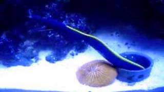 Blue Ribbon Eel and orange plate coral [upl. by Nreval]