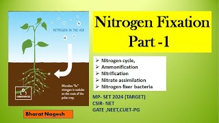 Nitrogen Fixation Nitrogen Cycle  Nitrification [upl. by Orvah]