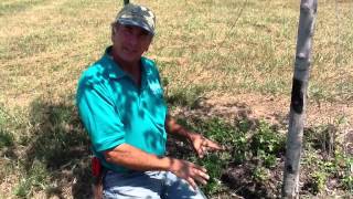 Tree Borer Problems And Solutions With Dale From Growing Grounds [upl. by Ainet]