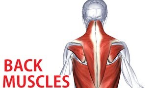 Back Muscles Anatomy  Trapezius Latissimus Rhomboid Anatomy [upl. by Ettennod]