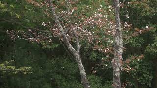 坂本龍一 x 吉野山の桜4k [upl. by Toomay]