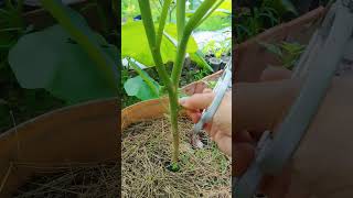 Prune leaves and small shoots to help eggplant grow plants garden gardening farming [upl. by Allmon]