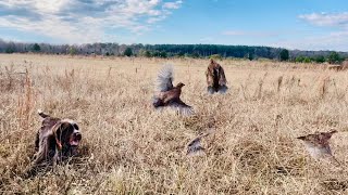 Hunting Wirehaired Pointing Griffon German Wirehaired Pointer and English Setter [upl. by Azrim]