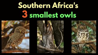 SOUTHERN AFRICAS 3 SMALLEST OWLS amp their calls [upl. by Neerom]