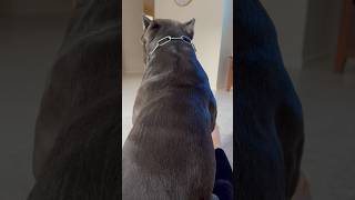 Why my Cane Corso sits like this dog youtubeshorts corsolove canecorso mastiff life big [upl. by Swor]