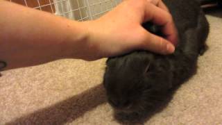 1 Bunny 5 Skinny Pigs and Some Very Cute Moments Watch Till The End [upl. by Akeenahs]