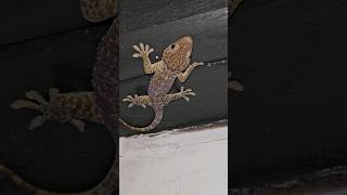 Tokay Gecko almost ate my cuban grassquit finch tokaygecko gecko saltybrood farmlife [upl. by Anyotal]