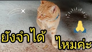 💖🙏มาเยี่ยมแม่เหมียวค่ะ💖🙏🐈บ้านสามบุญ [upl. by Ibob]