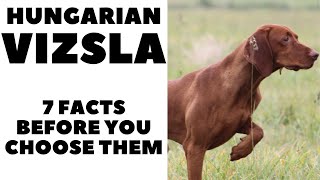 Before you buy a dog  HUNGARIAN VIZSLA  7 facts to consider DogCastTV [upl. by Giustino]