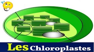 Les Chloroplastes Structure Et Rôle [upl. by Giulia]